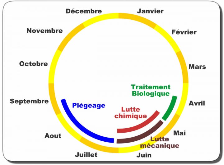 Biologie, Reproduction Et Cycle De La Processionnaire Du pour Cycle De Vie D Une Chenille