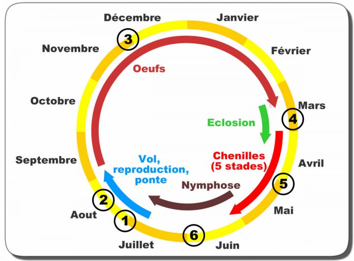 Biologie, Reproduction Et Cycle De La Processionnaire Du pour Cycle De Vie D Une Chenille