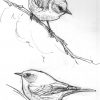 Birds On A Branch :) | Croquis D'oiseaux, Dessin Oiseau Et destiné Dessin D Oiseau Simple