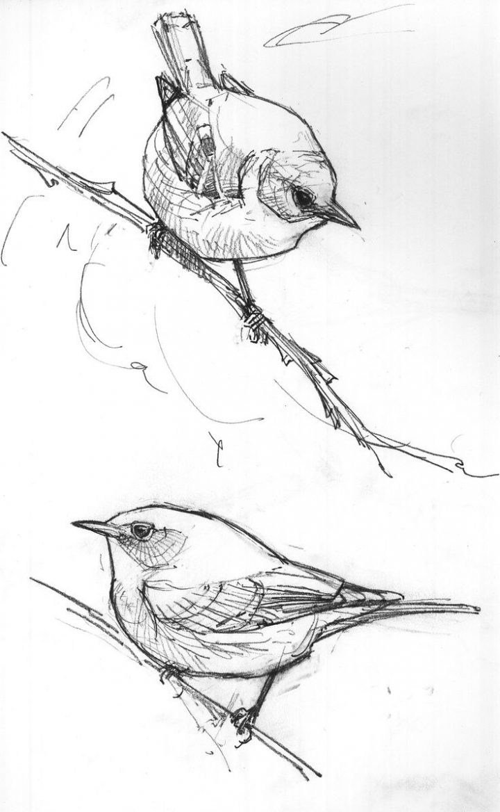 Birds On A Branch :) | Croquis D'oiseaux, Dessin Oiseau Et destiné Dessin D Oiseau Simple