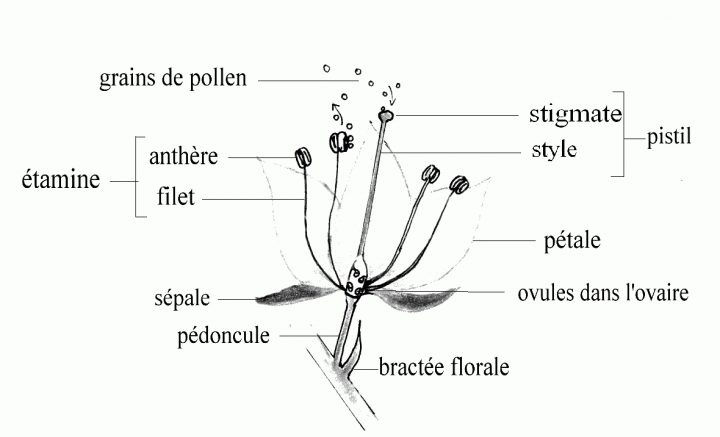 Botagora | Decouvrir La Botanique Avec Bernard avec Schéma D Une Fleur