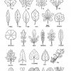 Botanical - Leaf - Shapes | Dessin Feuille, Dessin Arbre Et serapportantà Dessin De Feuille D Arbre À Imprimer