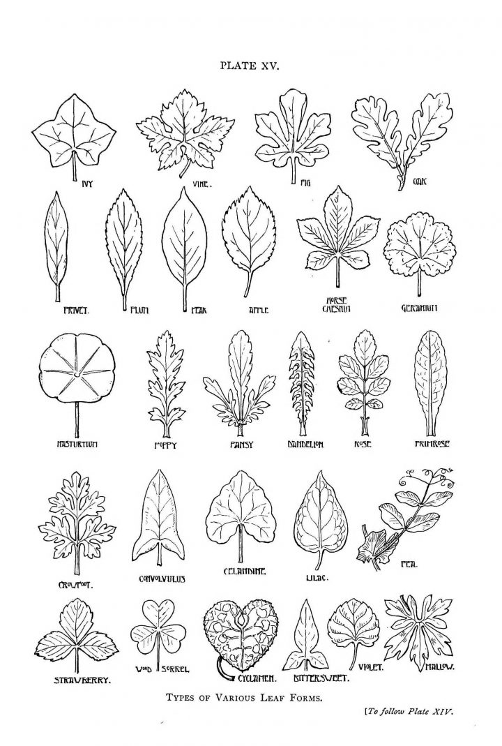 Botanical – Leaf – Shapes | Dessin Feuille, Dessin Arbre Et serapportantà Dessin De Feuille D Arbre À Imprimer