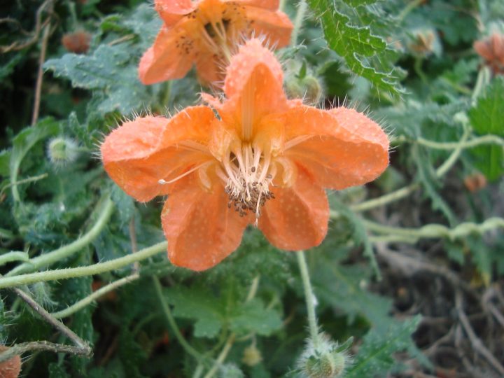 Caiophora Cirsiifolia | Nombre Aymara: Atapilla Región De Ar à Nombre De Region