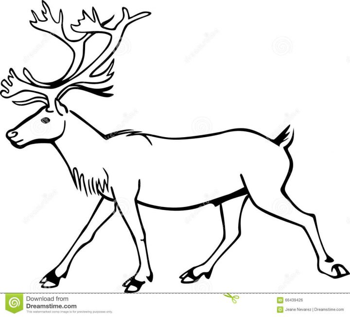 Caribou De Taureau Illustration De Vecteur. Illustration Du concernant Caribou Dessin