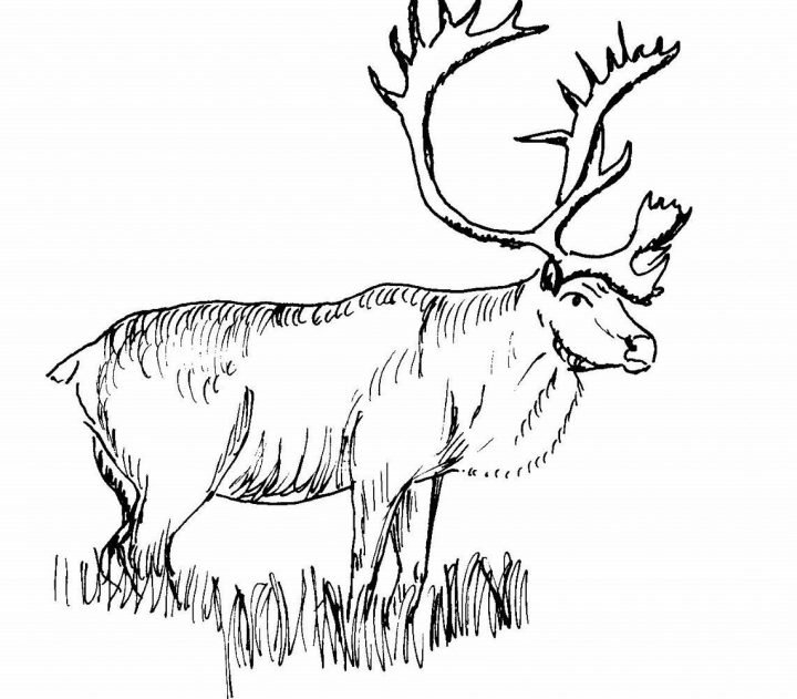 Caribou – Google Search | Dessin A Colorier, Dessin Et Colorier pour Caribou Dessin