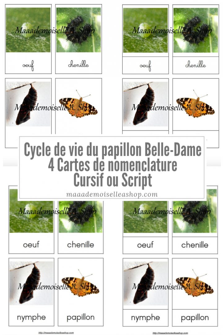 Cartes De Nomenclature – Cycle De Vie Du Papillon Belle-Dame pour Cycle De Vie D Une Chenille