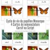 Cartes De Nomenclature - Cycle De Vie Du Papillon Monarque (4 Cartes +  Pochette De Rangement) avec Cycle De Vie D Une Chenille