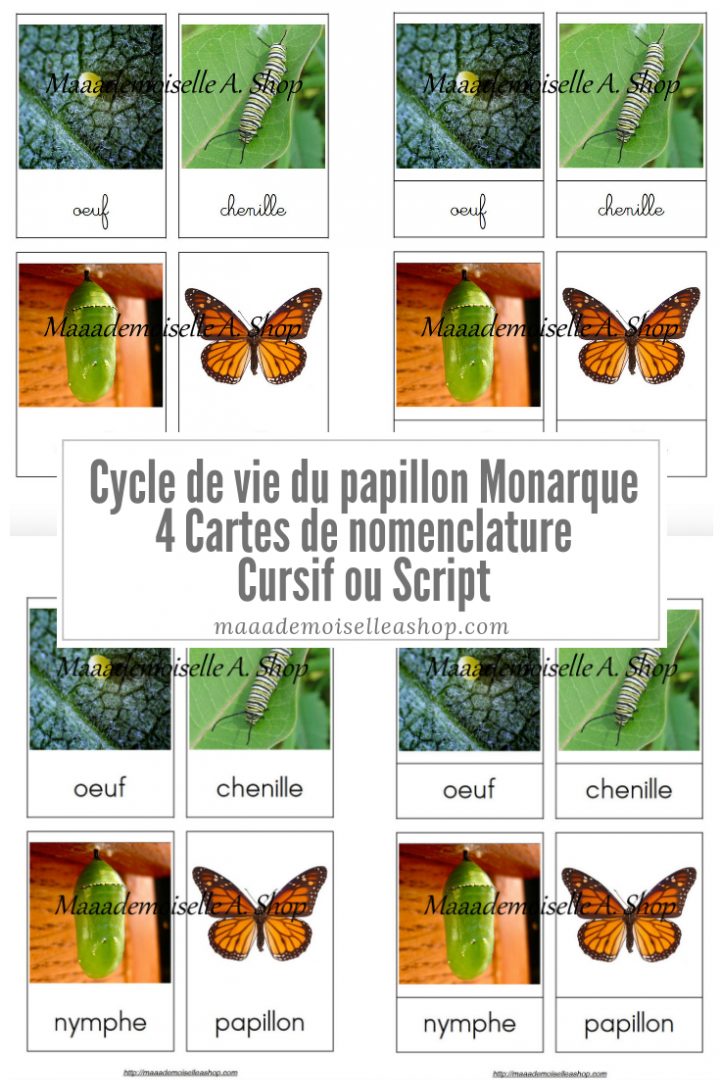 Cartes De Nomenclature – Cycle De Vie Du Papillon Monarque (4 Cartes +  Pochette De Rangement) avec Cycle De Vie D Une Chenille