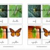 Cartes De Nomenclature - Cycle De Vie Du Papillon Monarque (4 Cartes +  Pochette De Rangement) intérieur Cycle De Vie D Une Chenille