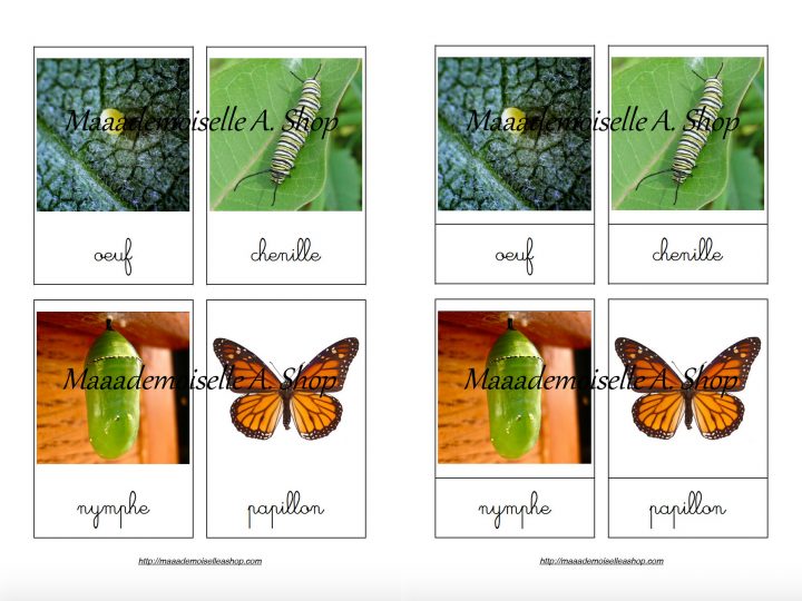 Cartes De Nomenclature – Cycle De Vie Du Papillon Monarque (4 Cartes +  Pochette De Rangement) intérieur Cycle De Vie D Une Chenille