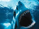Ce Matin, Un Poisson, A Tué Un Pêcheur Sur Le Forum Blabla encequiconcerne Requin Jeux Video