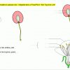Cerisier : Fleur, Fruit - Banque De Schémas - Svt - Académie pour Schéma D Une Fleur