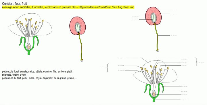 Cerisier : Fleur, Fruit – Banque De Schémas – Svt – Académie pour Schéma D Une Fleur