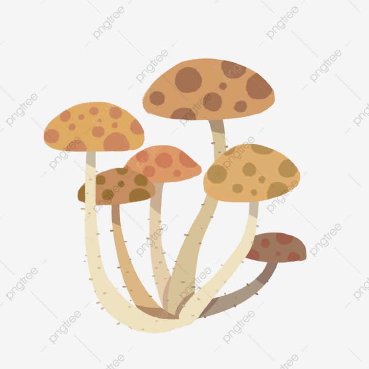 Champignon De Dessin Animé Champignon Délicieux Champignon dedans Dessiner Un Champignon