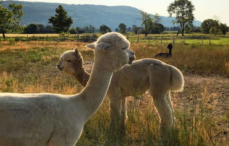 Charlevoix, Riche Terroir Pour Les Animaux De Ferme dedans Jeux De Ferme Gratuit Avec Des Animaux