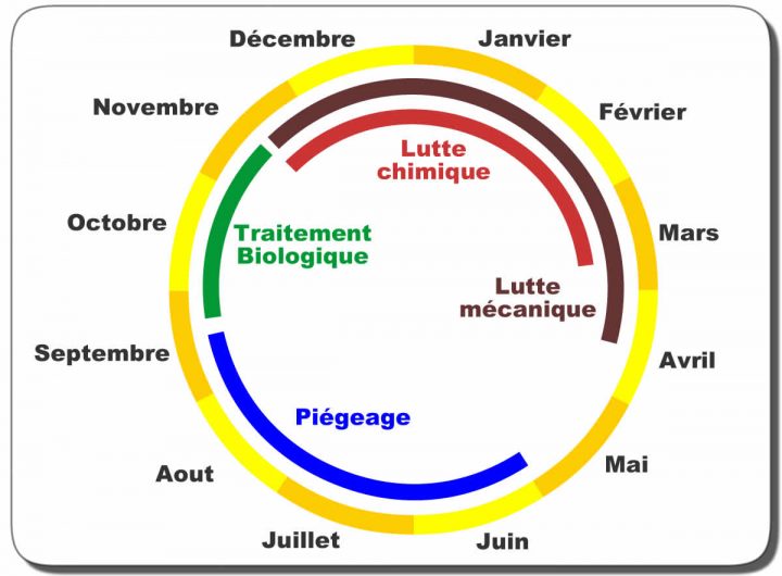 Chenille Processionnaire Du Pin : Biologie, Reproduction intérieur Cycle De Vie D Une Chenille