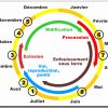 Chenille Processionnaire Du Pin : Biologie, Reproduction serapportantà Cycle De Vie D Une Chenille