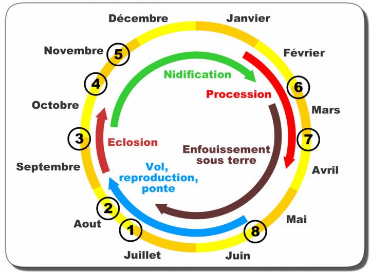 Chenille Processionnaire Du Pin : Biologie, Reproduction serapportantà Cycle De Vie D Une Chenille