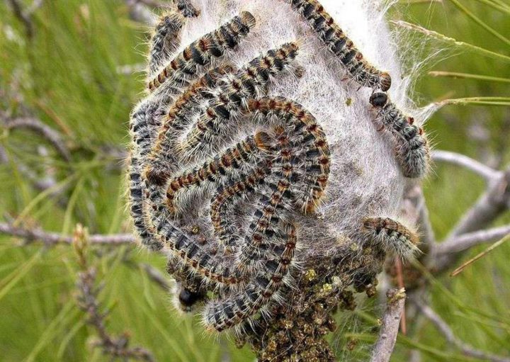 Chenilles Processionnaires À Albi à Cycle De Vie D Une Chenille