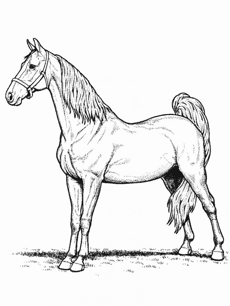 Cheval #21 (Animaux) – Coloriages À Imprimer serapportantà Dessin De Cheval A Colorier