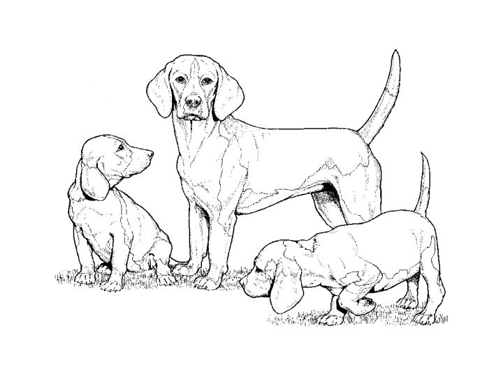 Chiot #59 (Animaux) – Coloriages À Imprimer avec Coloriage De Chiot A Imprimer