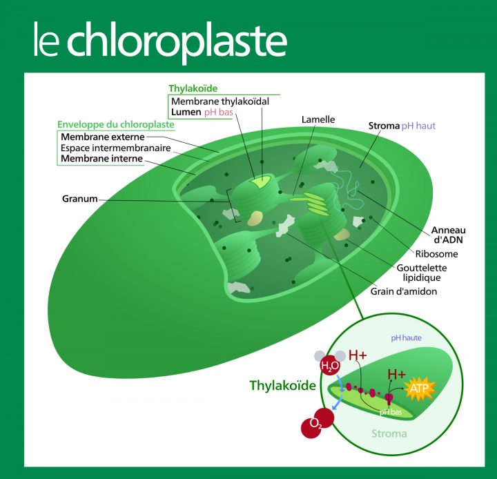 Chloroplaste — Wikipédia concernant Schéma D Une Fleur