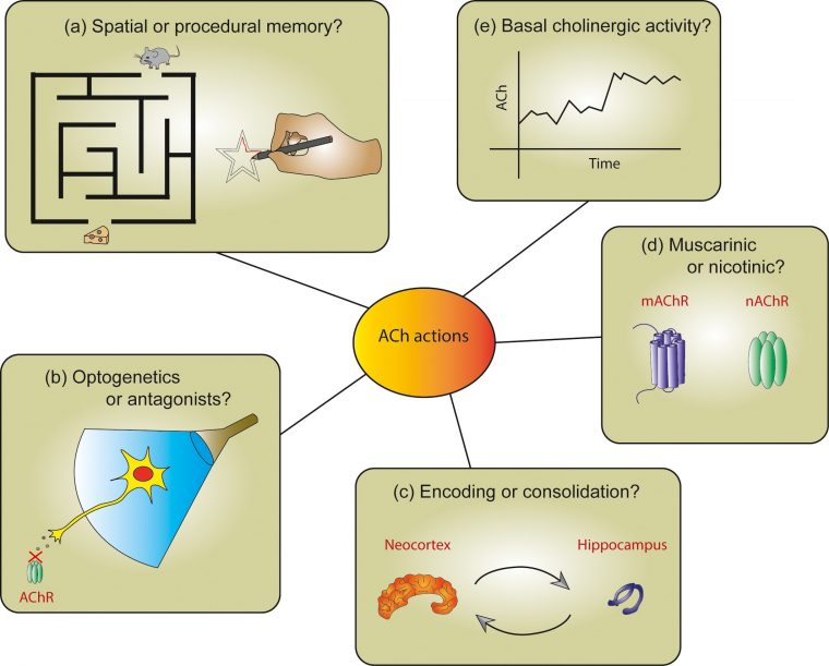 Cholinergic Modulation Of The Hippocampal Region And Memory à Mineur D Or