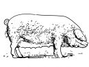 Cochon #105 (Animaux) – Coloriages À Imprimer avec Dessin A Colorier Cochon
