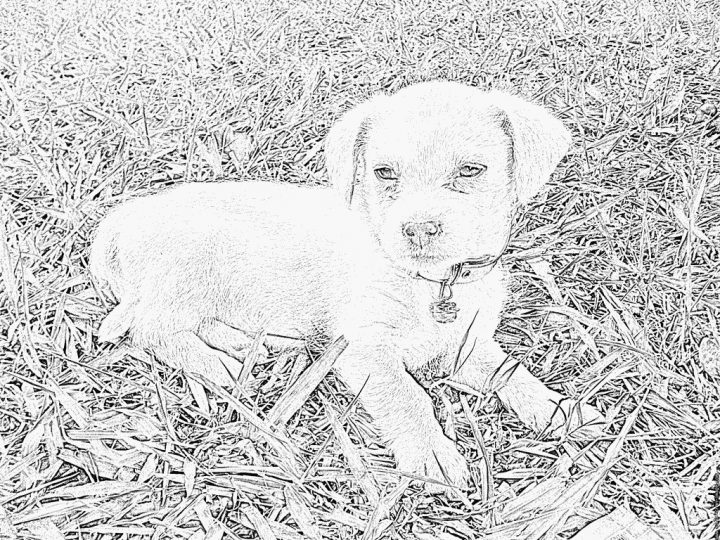 Coloriage 20100401 Chiot De Chien 1 Mois E À Imprimer Pour avec Coloriage De Chiot A Imprimer