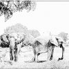 Coloriage 34 Elephants D Afrique À Imprimer Pour Les Enfants avec Coloriage Afrique À Imprimer