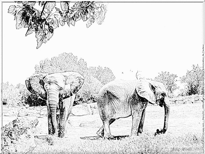 Coloriage 34 Elephants D Afrique À Imprimer Pour Les Enfants avec Coloriage Afrique À Imprimer