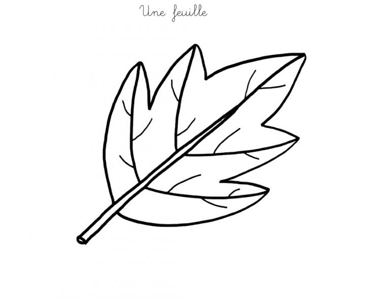 Coloriage À Imprimer : Une Feuille pour Dessin De Feuille D Arbre À Imprimer