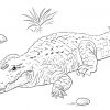 Coloriage Afrique Nile Crocodile Dessin destiné Coloriage Afrique À Imprimer