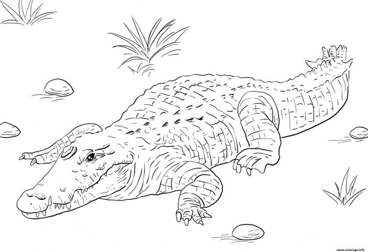 Coloriage Afrique Nile Crocodile Dessin destiné Coloriage Afrique À Imprimer