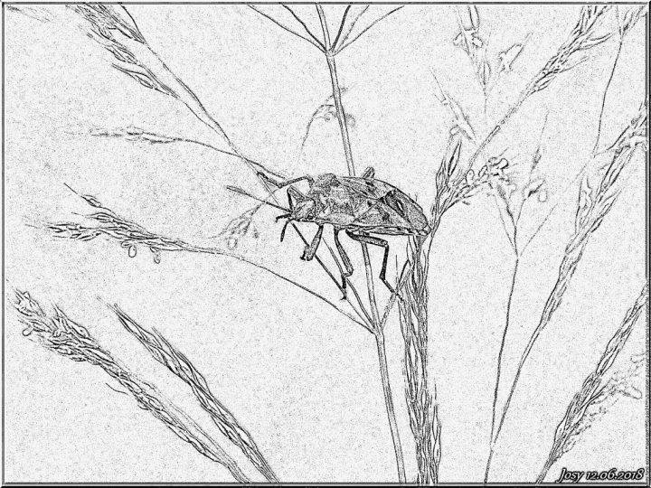 Coloriage Animal Insecte Punaise Arlequin À Imprimer Pour à Arlequin A Colorier