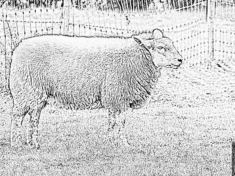 Coloriage Ardennes Mouton À Imprimer Pour Les Enfants – Dessin à Photo De Mouton A Imprimer