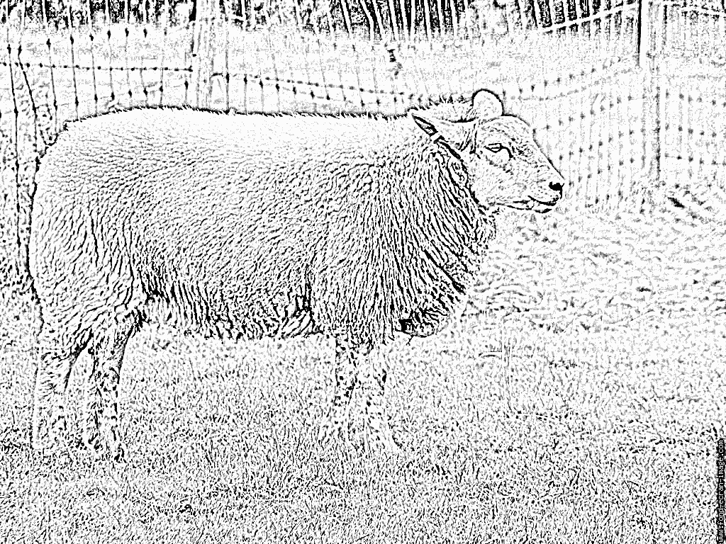 Coloriage Ardennes Mouton À Imprimer Pour Les Enfants - Dessin à Photo De Mouton A Imprimer