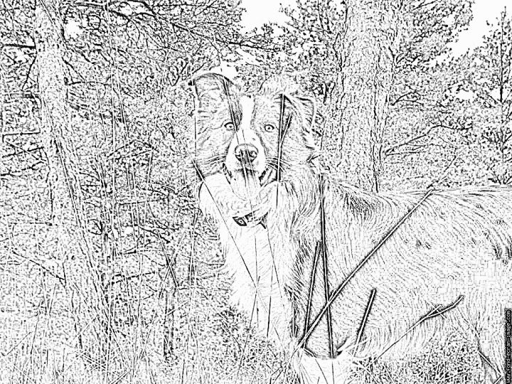 Coloriage Border Collie Adulte À Imprimer Pour Les Enfants avec Dessin A Imprimer Pour Adulte