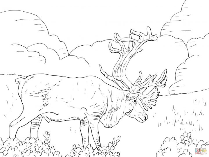 Coloriage – Caribou De Grant | Coloriages À Imprimer Gratuits destiné Caribou Dessin