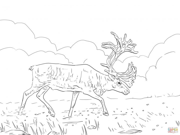 Coloriage – Caribou Des Bois | Coloriages À Imprimer Gratuits serapportantà Caribou Dessin