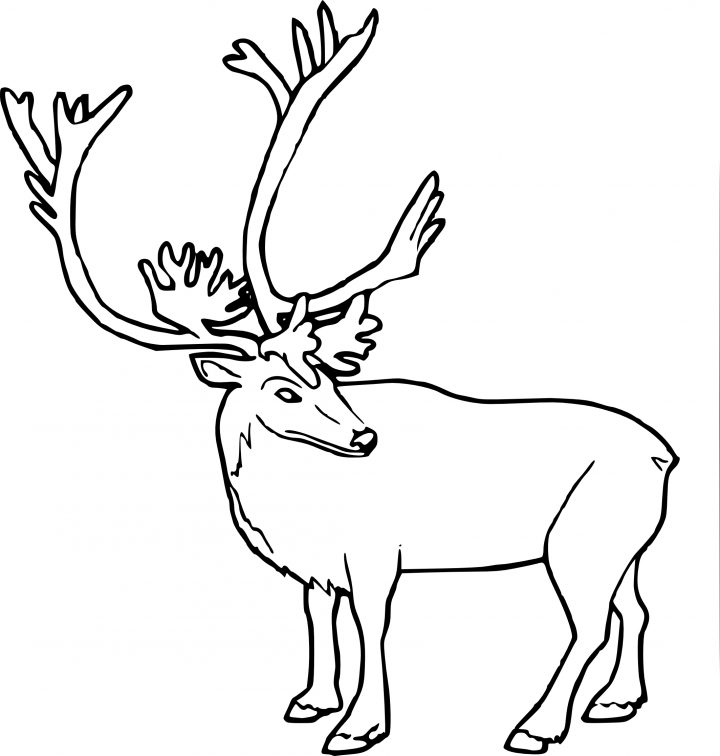 Coloriage Caribou Et Dessin À Imprimer concernant Caribou Dessin