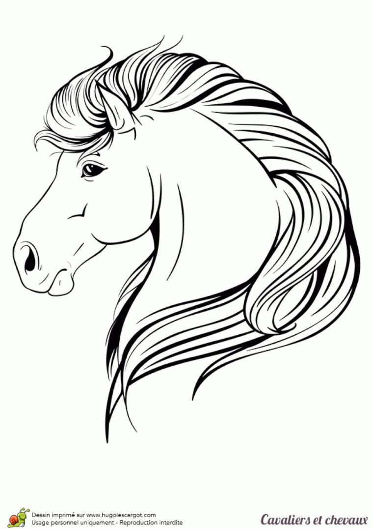 Coloriage Cavalier Et Chevaux, Une Très Belle Tête De Cheval à Jeux De Coloriage De Cheval