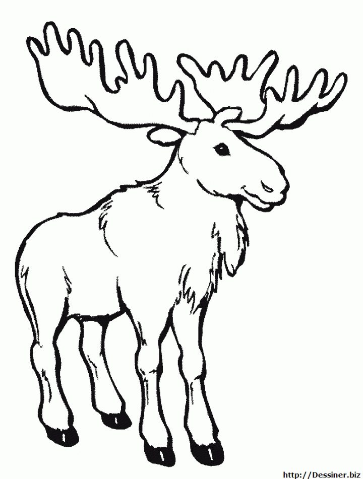 Coloriage Cerf À Colorier – Dessin À Imprimer | Coloriage avec Caribou Dessin