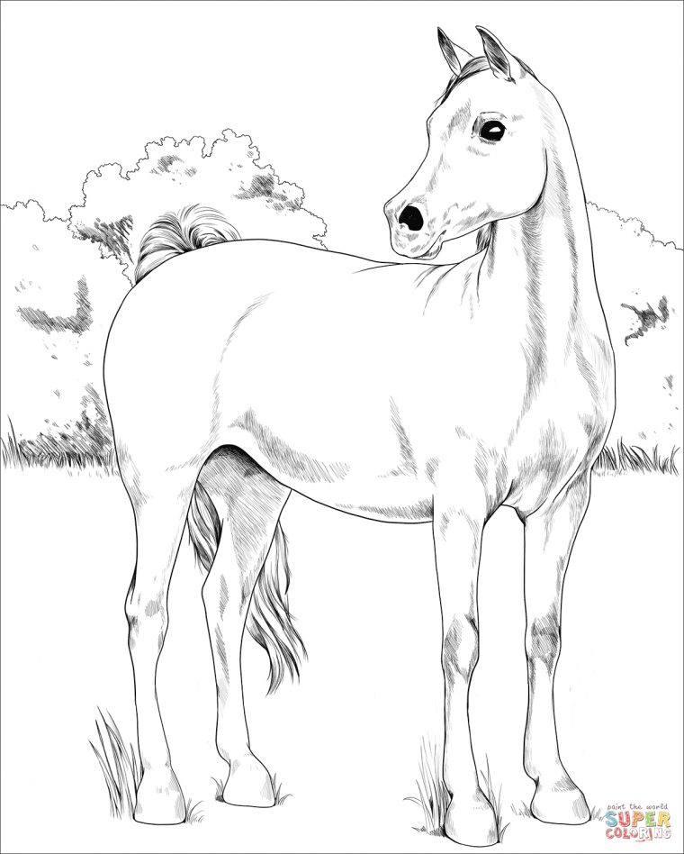 Coloriage – Cheval Arabe | Coloriages À Imprimer Gratuits dedans Image De Cheval A Colorier