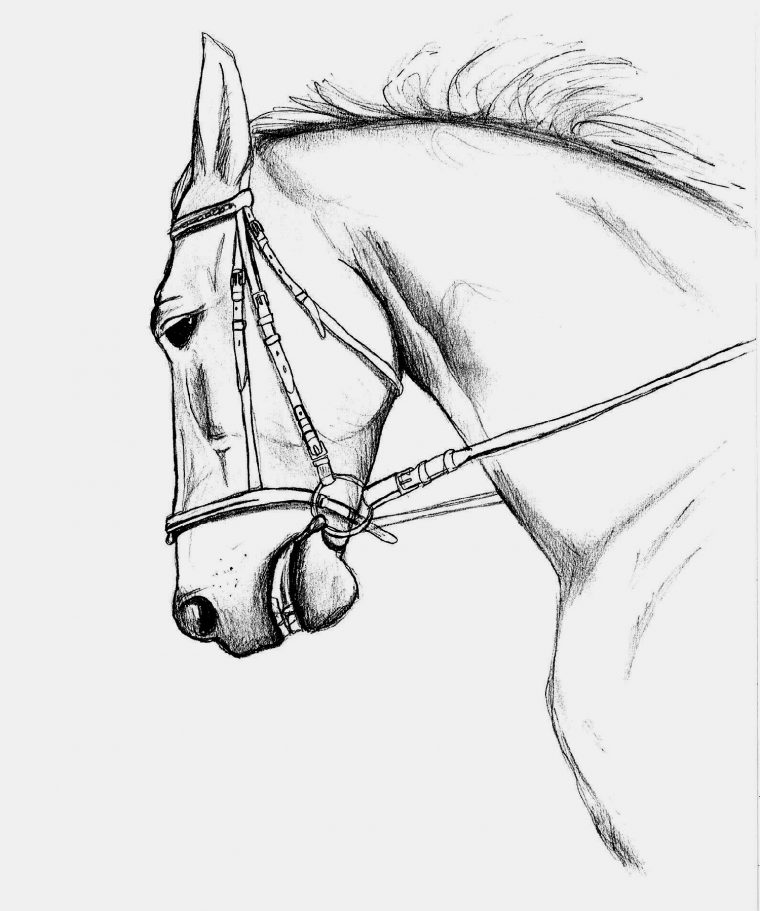 Coloriage Cheval – Les Beaux Dessins De Animaux À Imprimer tout Dessin De Cheval A Colorier