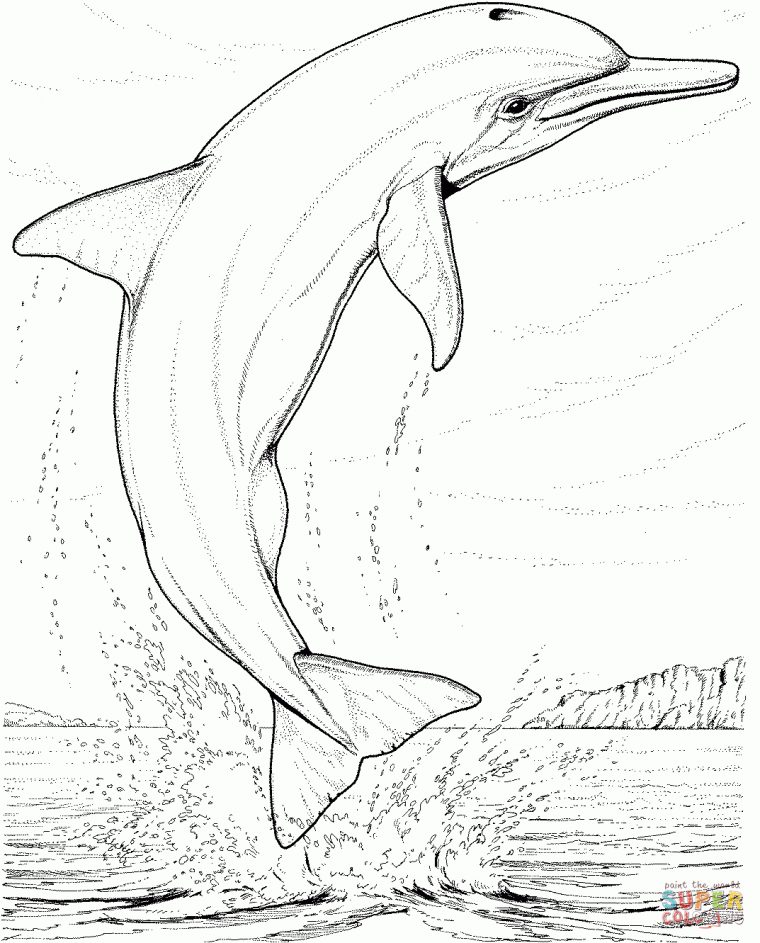 Coloriage – Dauphin Qui Saute | Coloriages À Imprimer Gratuits intérieur Dessin Dauphin À Imprimer