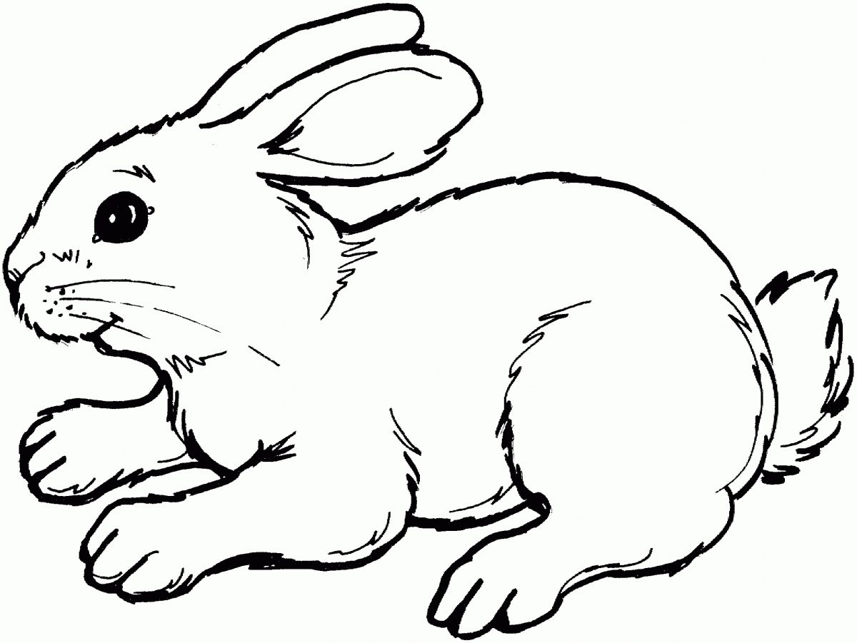 Coloriage De Lapin A Faire Sur L'ordinateur  1001 Animaux à Faire