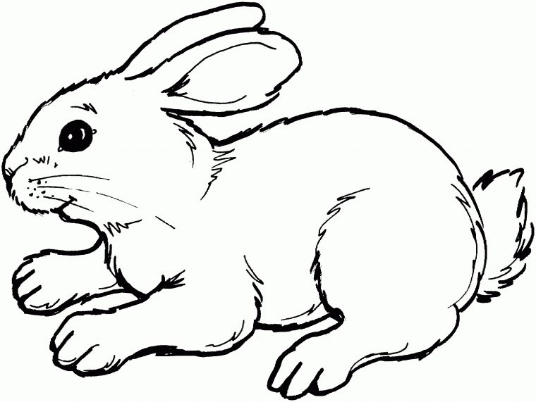 Coloriage De Lapin A Faire Sur L'ordinateur – 1001 Animaux à Faire Coloriage Gratuit Sur Ordinateur