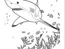 Coloriage De Requin À Colorier Pour Enfants - Coloriage De serapportantà Dessin De Requin À Imprimer